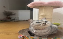 British Shorthair cats for sale: Indoor Female British Shorthair  - Image 4