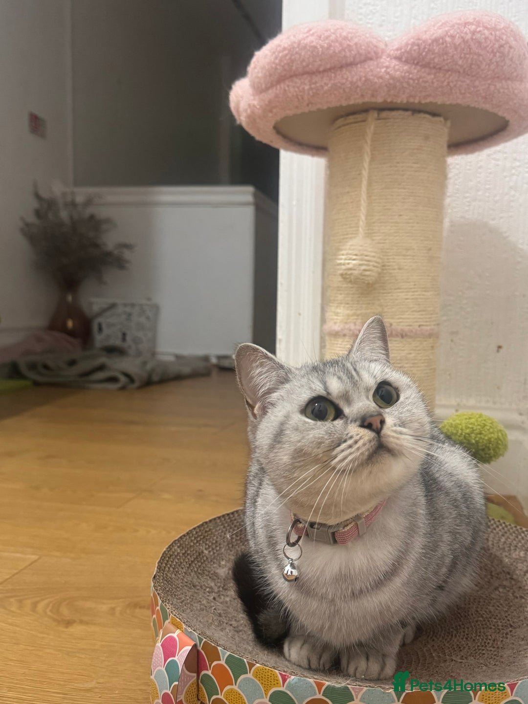 British Shorthair cats for sale: Indoor Female British Shorthair  - Image 4