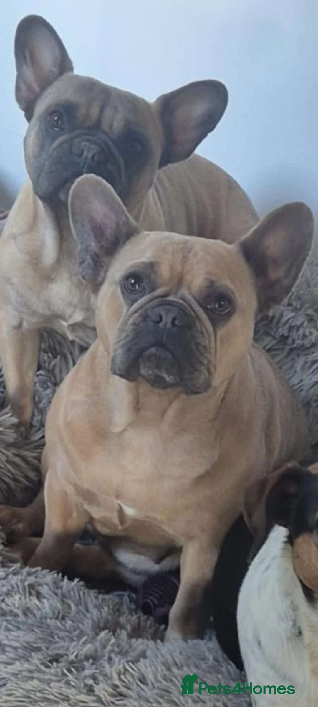French Bulldog dogs for sale: French bulldog puppies looking for new homes  in Romsey - Advert 14