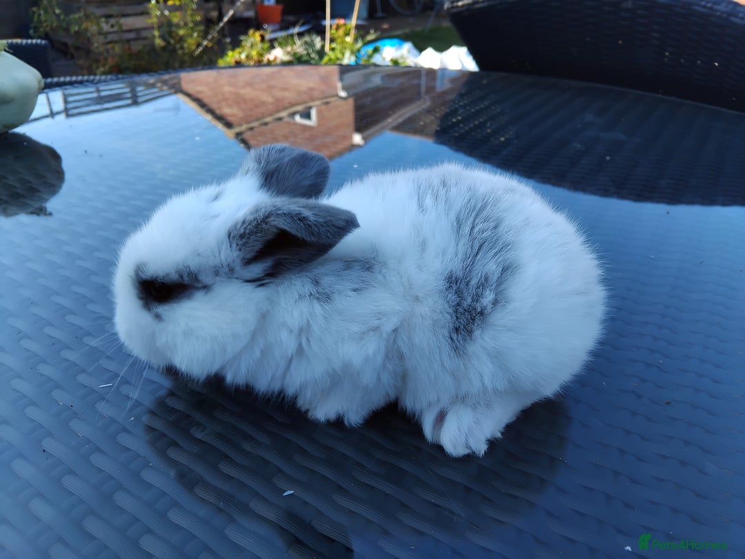 Mini Lop rabbits for sale: 3 lovely mini lop males for sale - Image 11