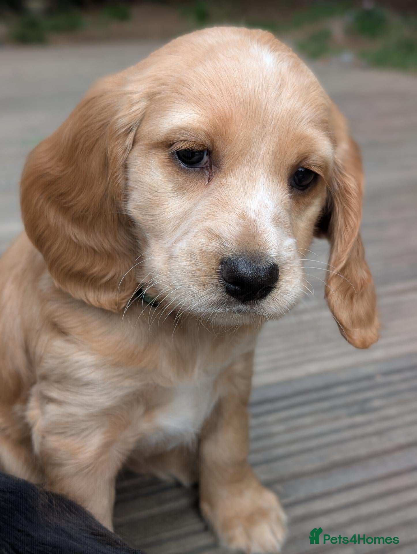 Cocker Spaniel dogs Cutest Cocker Spaniel Girl - Advert 4