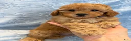 Toy Poodle dogs for sale: Beautiful health tested toy poodles  - Advert 17
