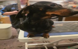 Miniature Dachshund dogs for sale: Miniature Daschund  - Advert 4