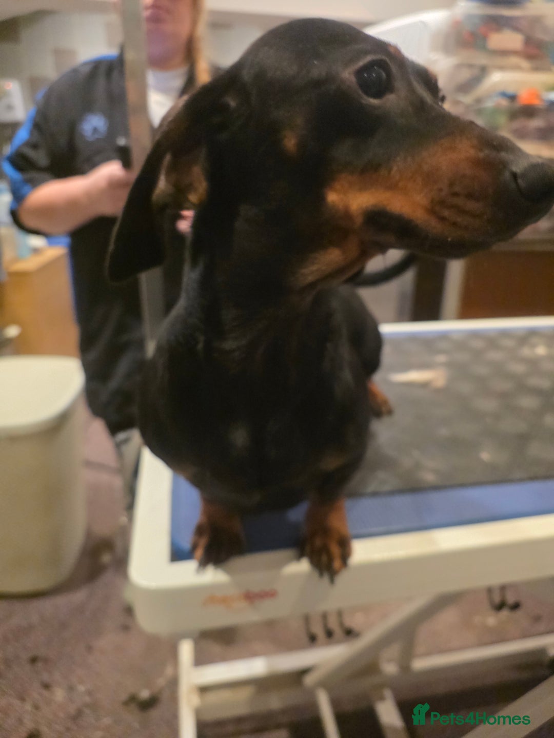 Miniature Dachshund dogs for sale: Miniature Daschund  - Advert 4
