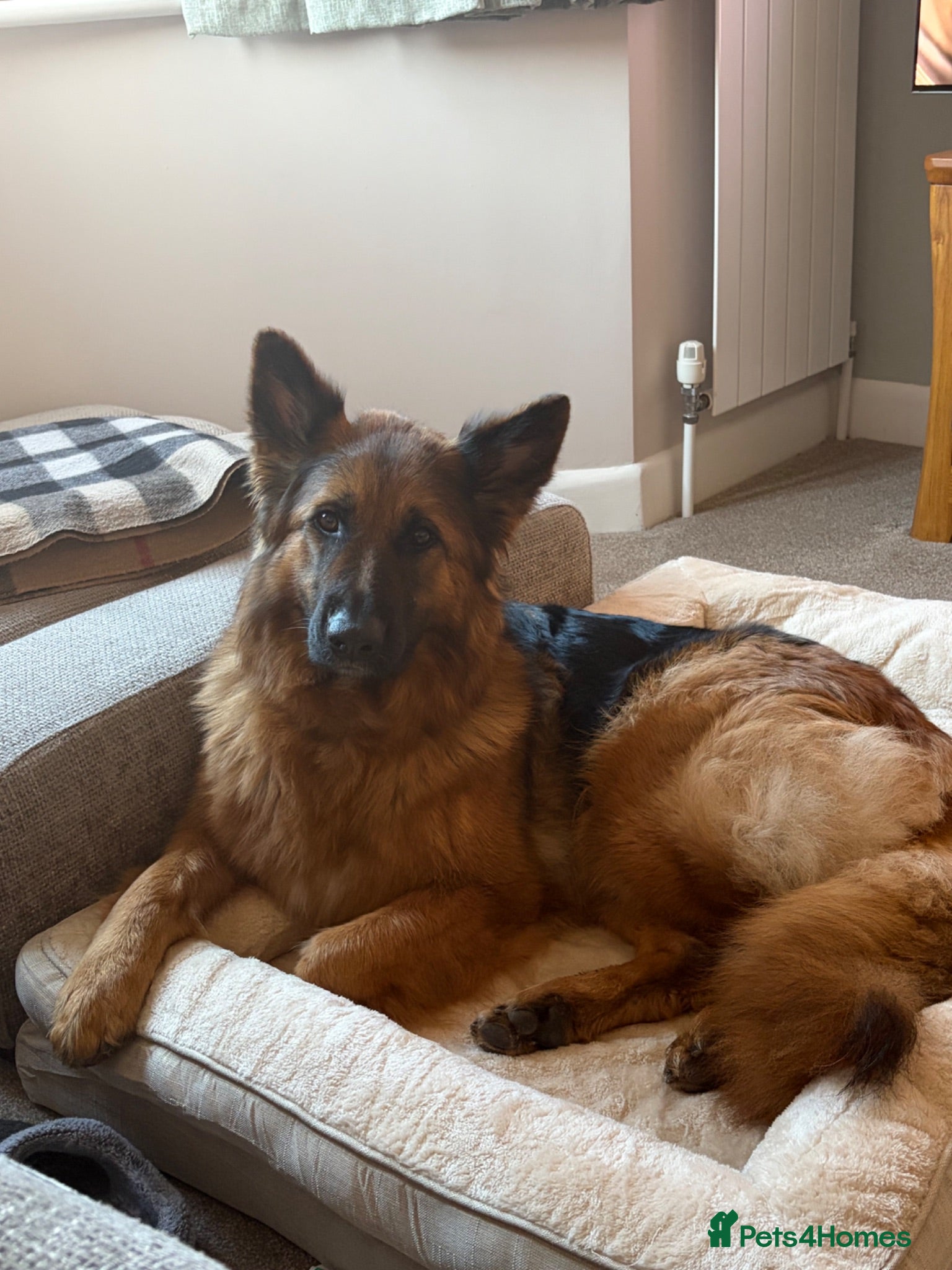 German Shepherd dogs Pedigree 3year old German shepherd for sale - Advert 15