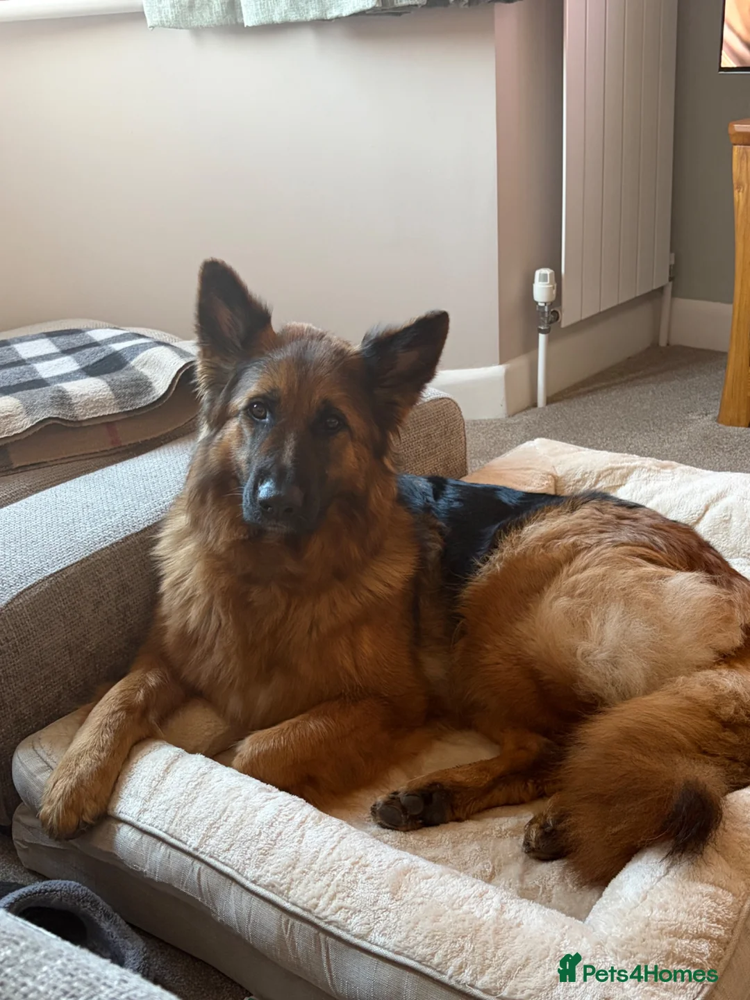 German Shepherd dogs for sale: Pedigree 3year old German shepherd for sale - Advert 5