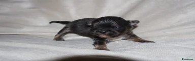 Shih Tzu 1
