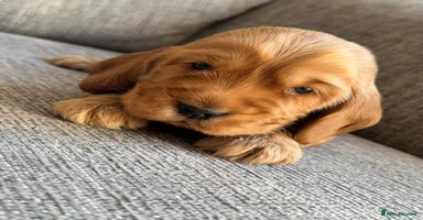 Cocker Spaniel dogs - Advert 7