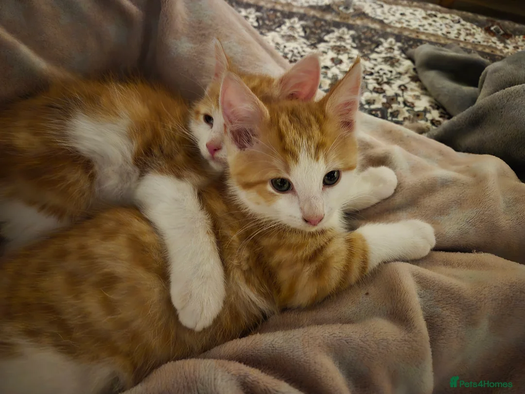 Mixed Breed cats for sale: 2 male ginger tabby kittens - Advert 10