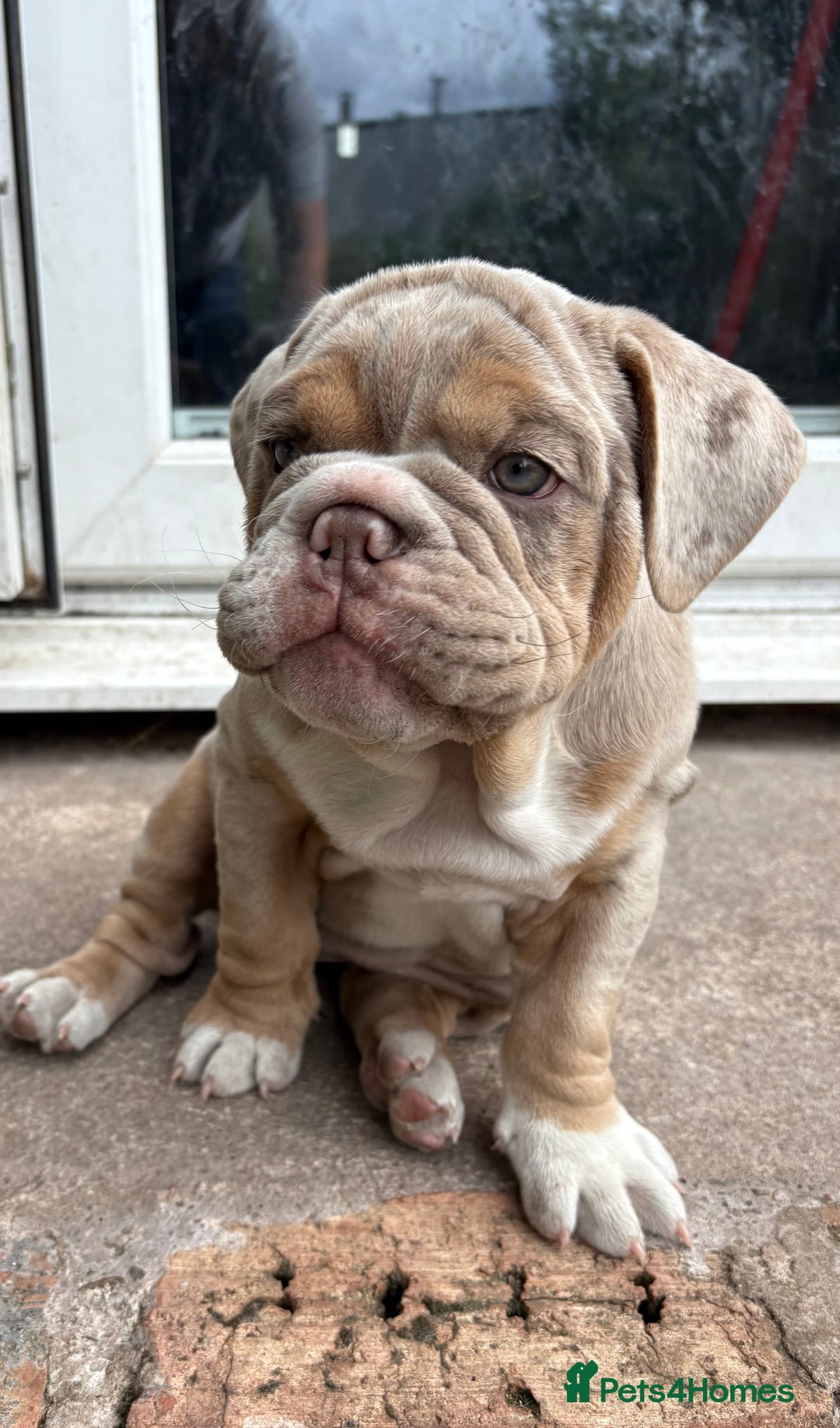 English Bulldog dogs for sale: English Bulldog pups - Image 11