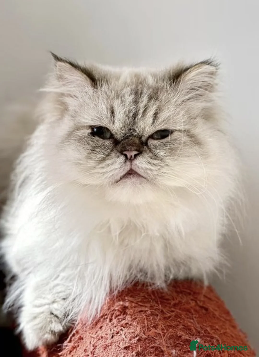 Persian cats for adoption: Female Cat for Indoor-Only Adoption - Advert 1