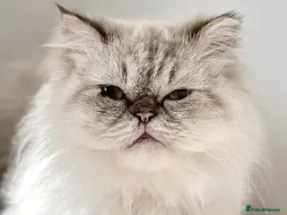 Persian cats Female Cat for Indoor-Only Adoption - Advert 10