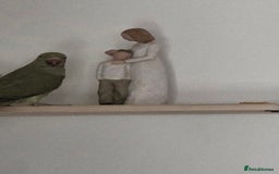 Ringnecks birds for sale: Gorgeous juvenile ringneck PLUS CAGE ETc - Image 2