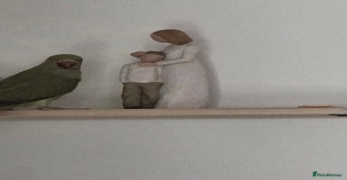 Ringnecks birds - Advert 4