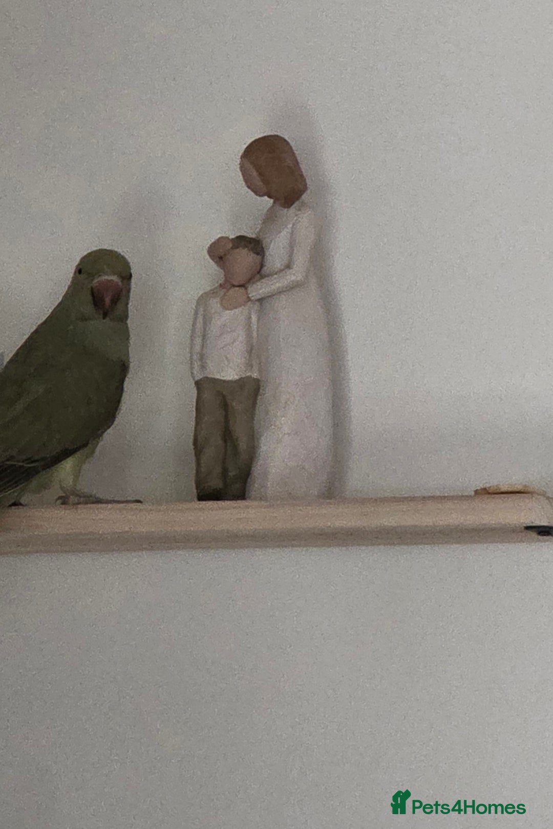 Ringnecks birds for sale: Gorgeous juvenile ringneck PLUS CAGE ETc - Image 2