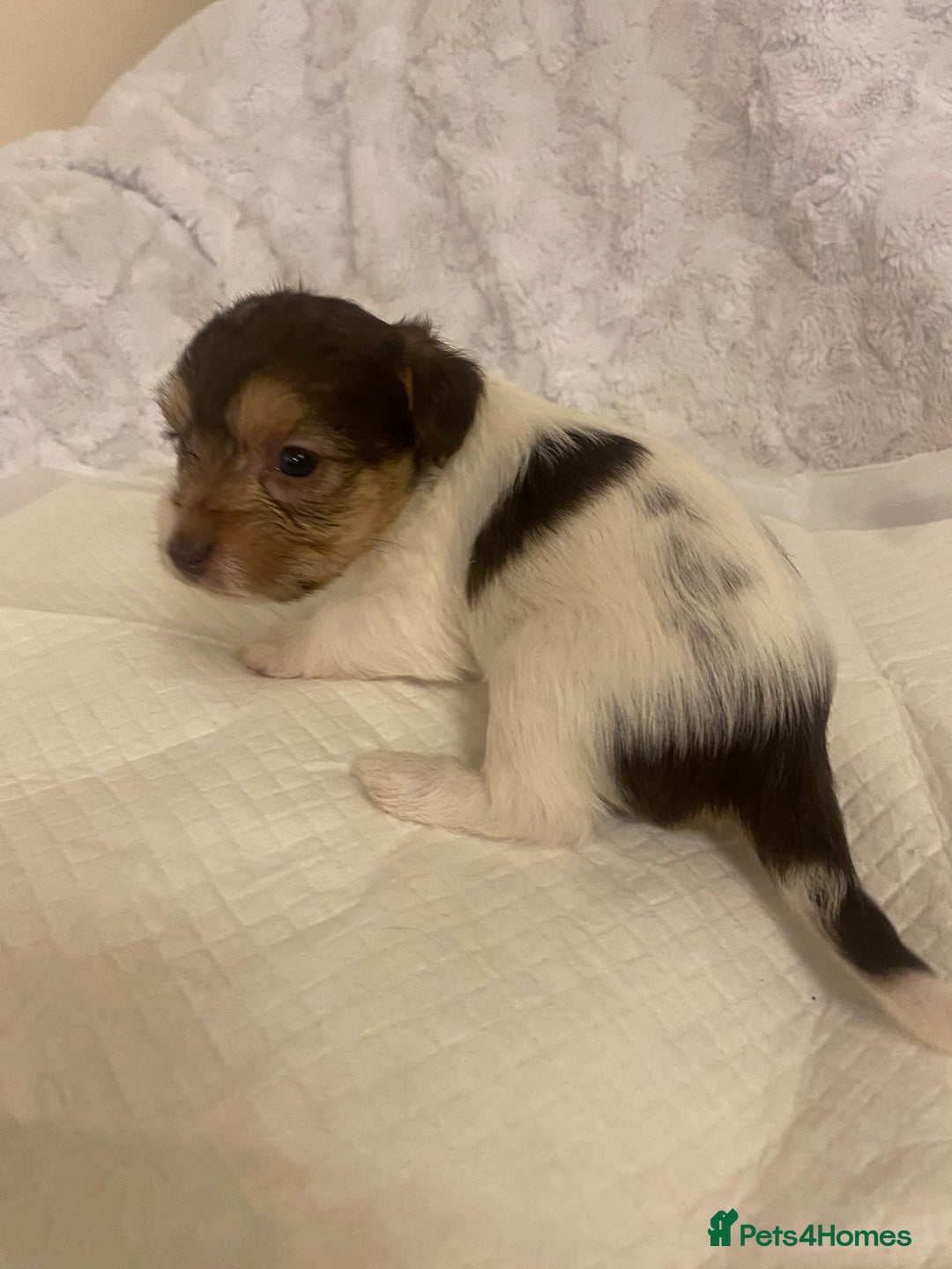 Jackapoo dogs for sale: Jackapoo puppies  - Advert 23