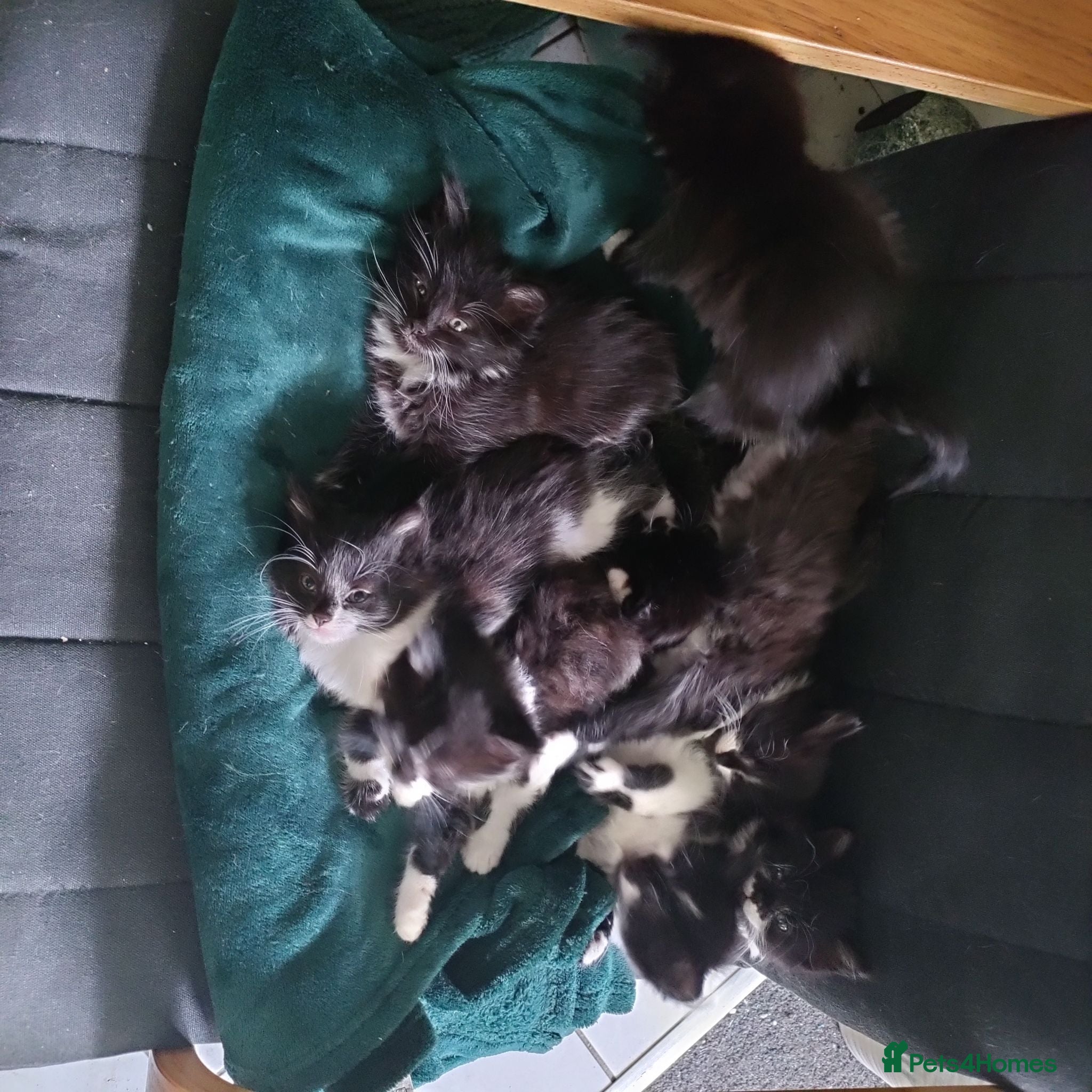 Mixed Breed cats 8 beautiful kittens available mid June - Advert 5