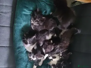 Mixed Breed cats 8 beautiful kittens available mid June - Advert 5