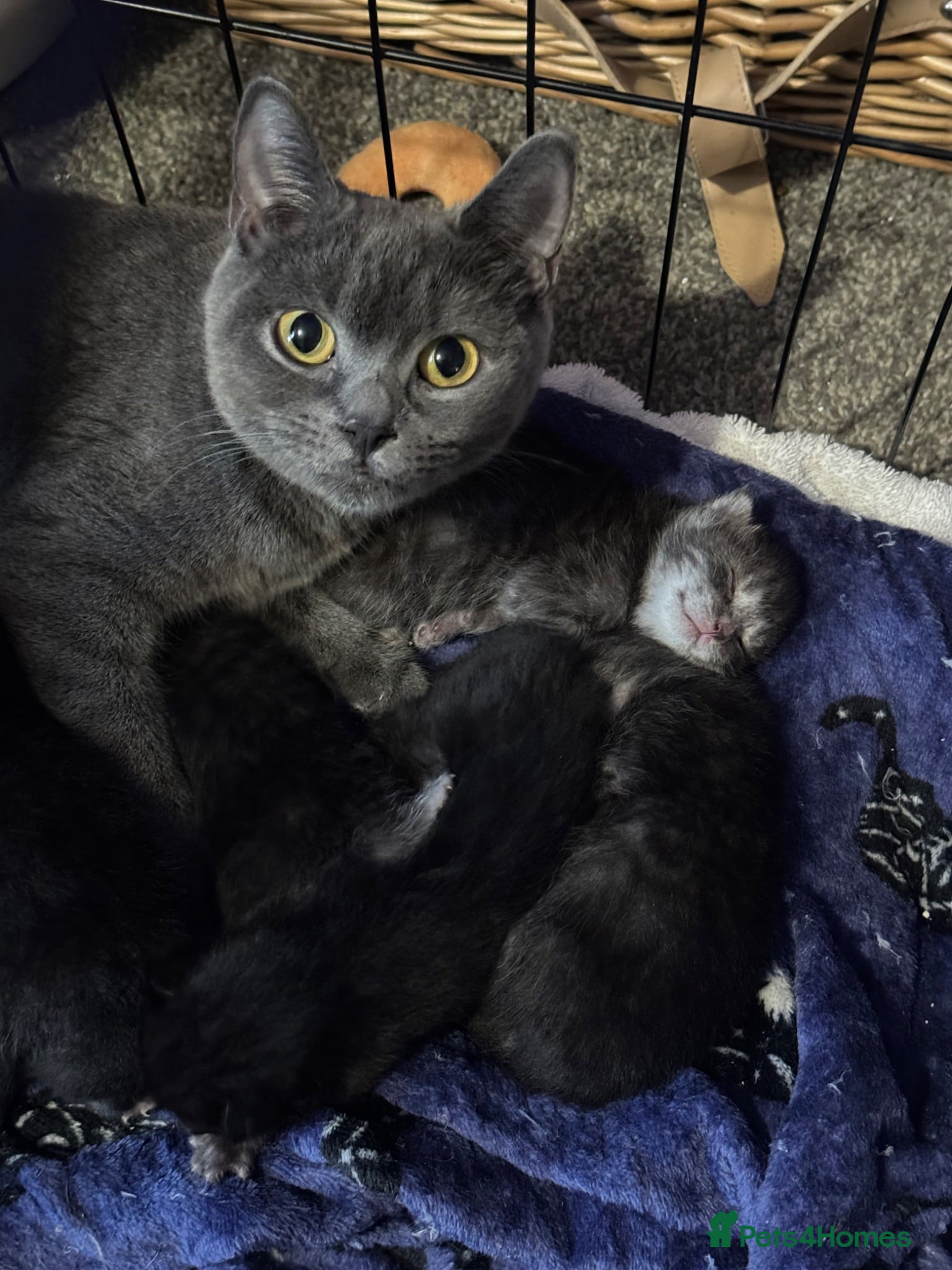 Mixed Breed cats British shorthair cross Maine coon  - Advert 2