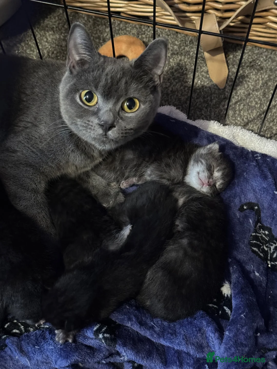 Mixed Breed cats for sale: British shorthair cross Maine coon  - Advert 1