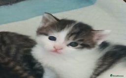 Bengal cats for sale: 1 girl and 3 boys  - Image 1