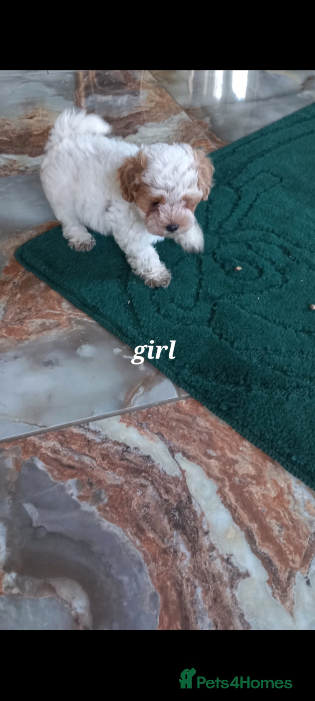 Maltipoo dogs for sale: Maltipoo puppies  - Advert 5