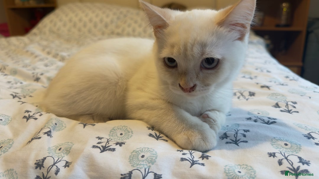 British Shorthair cats for sale: 5 BSH kittens available - Image 12