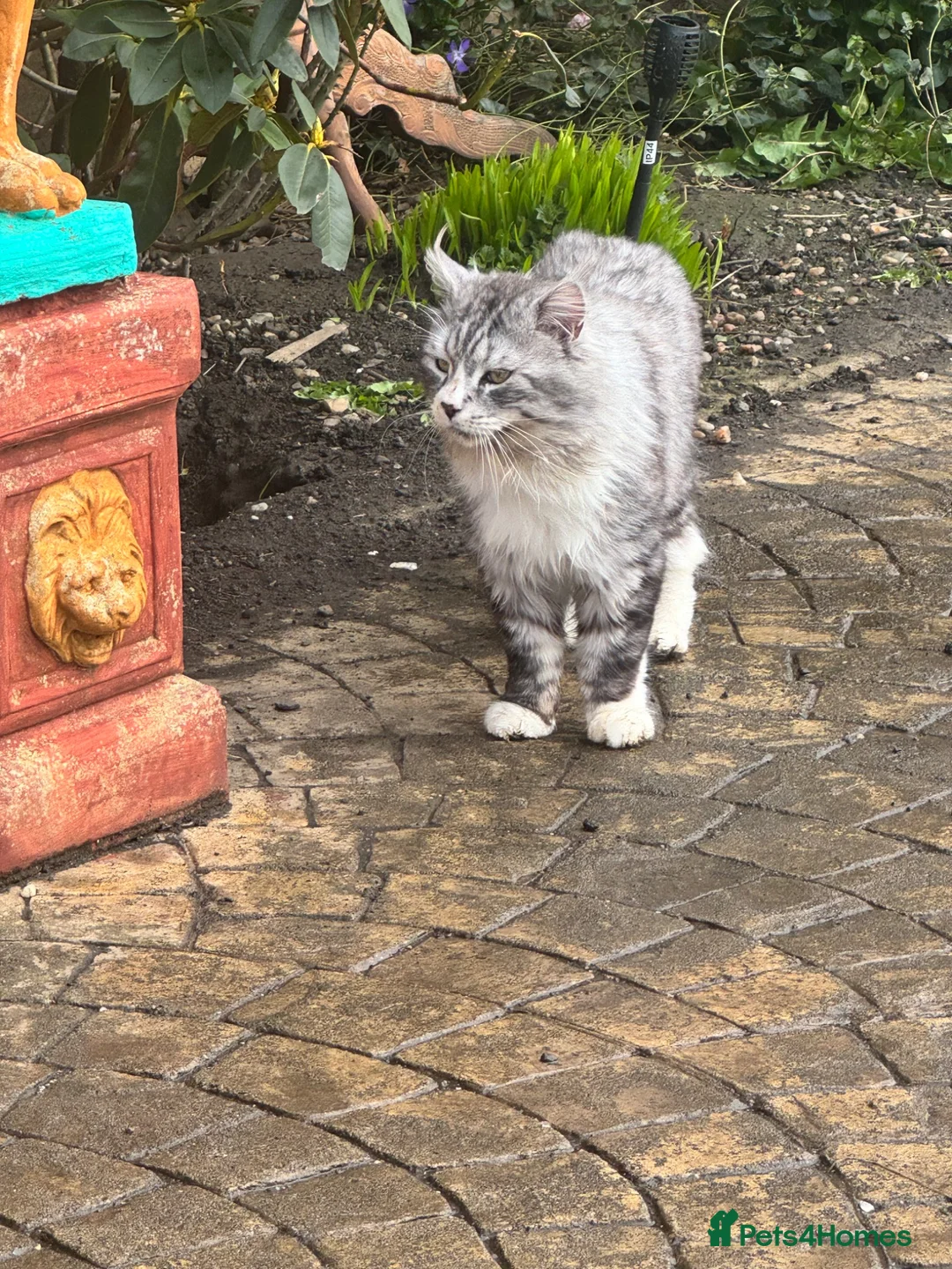 Maine Coon cats for stud: Maine coon stud Ozzy import Poland - Advert 5