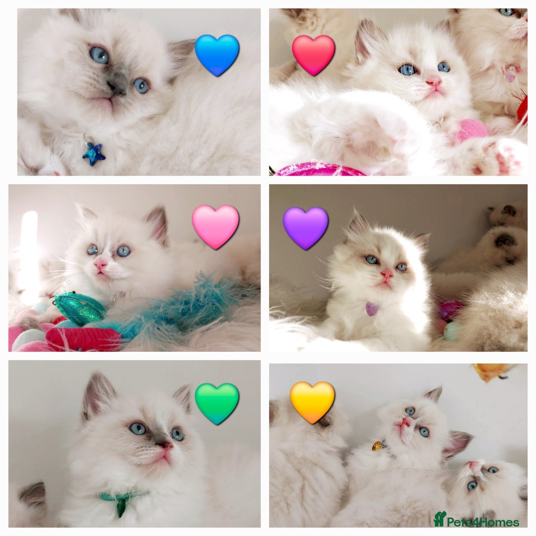 Ragdoll cats for sale: Beautiful Ragdoll kittens 😻😻😻 - Image 3