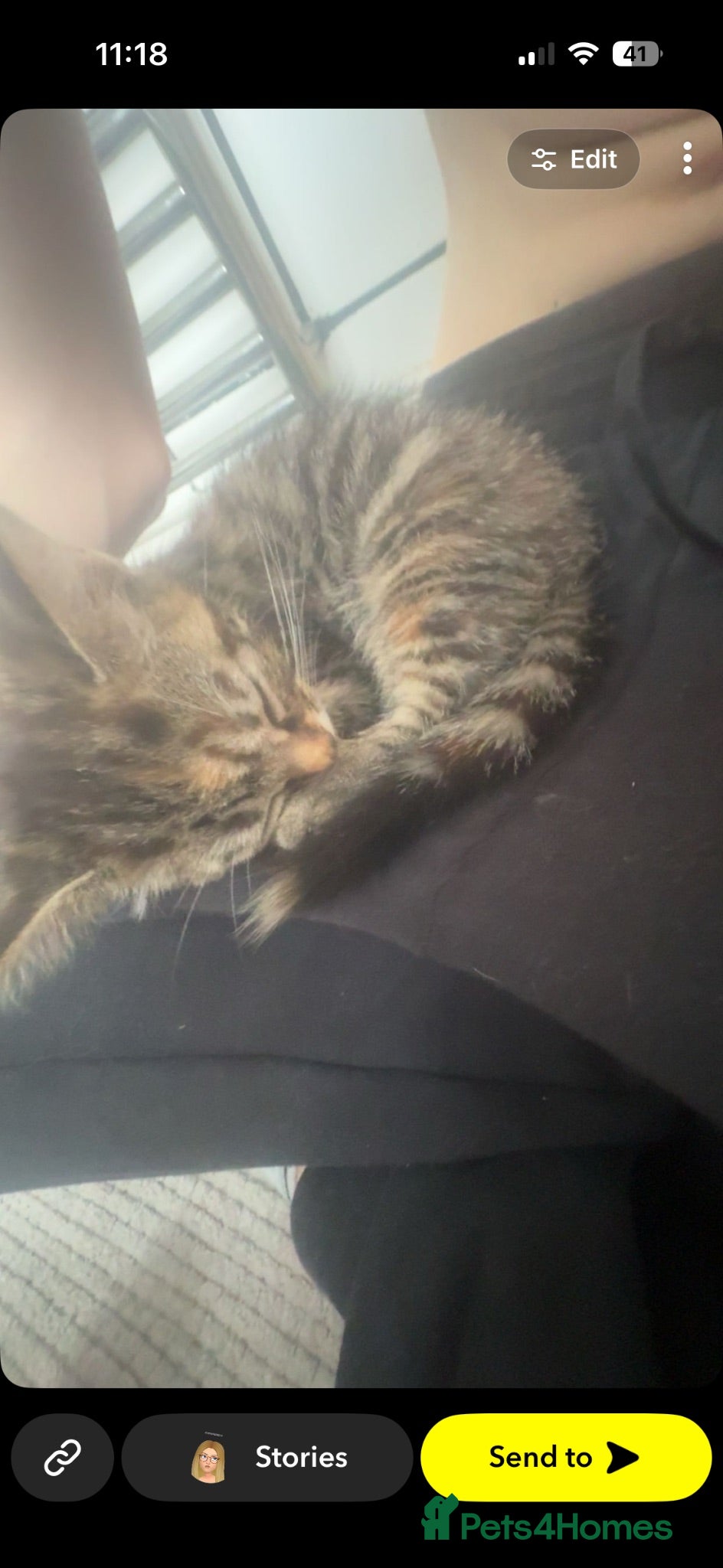 Mixed Breed cats 2 month munchkin tabby cat  - Advert 7
