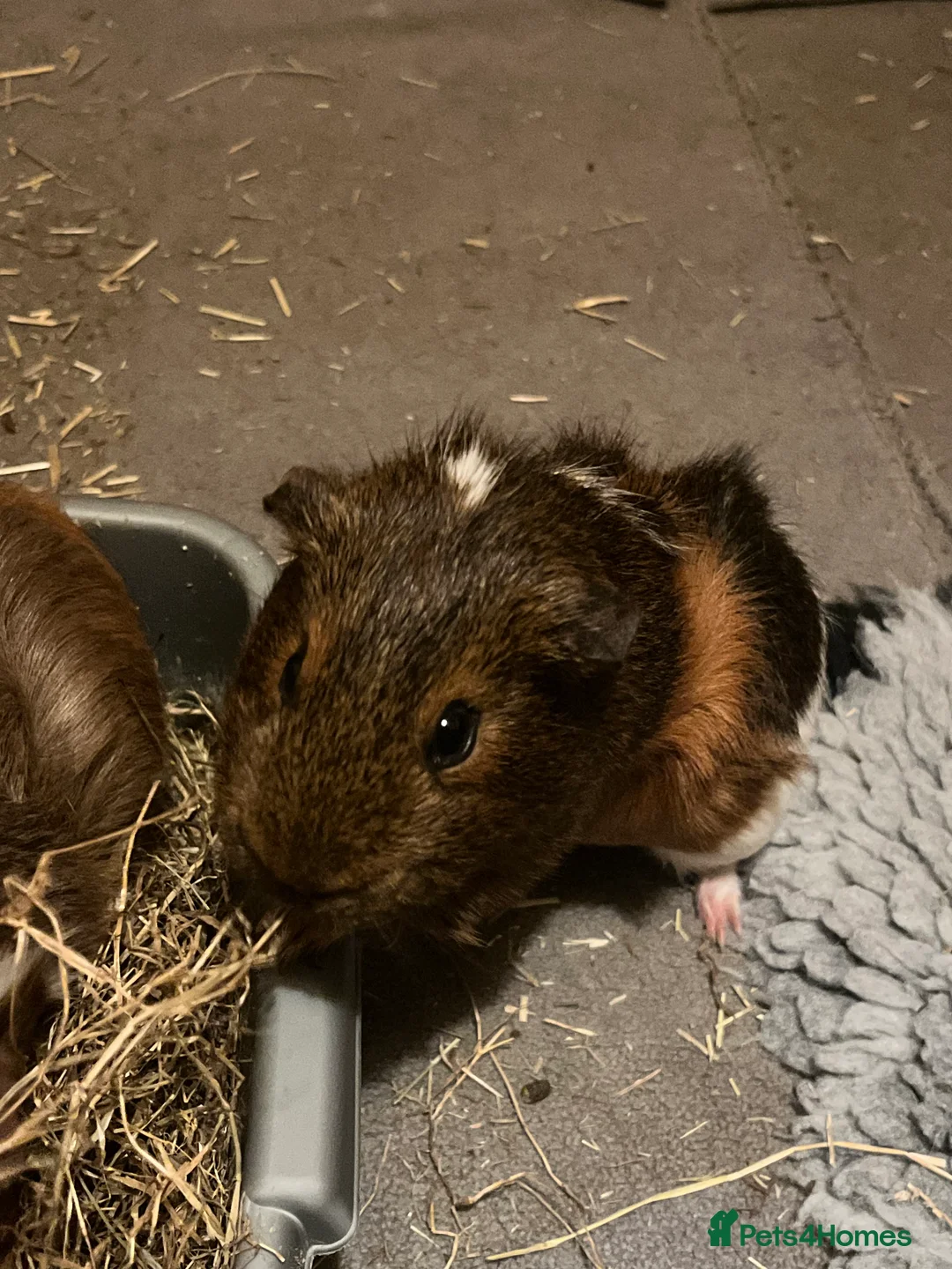 Guinea Pig rodents for sale: guinea pigs!  - Advert 1