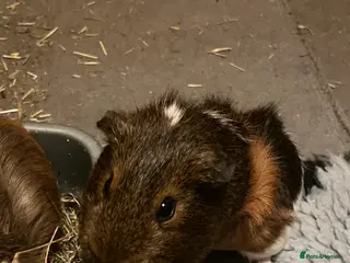 Guinea Pig rodents guinea pigs! - Advert 1