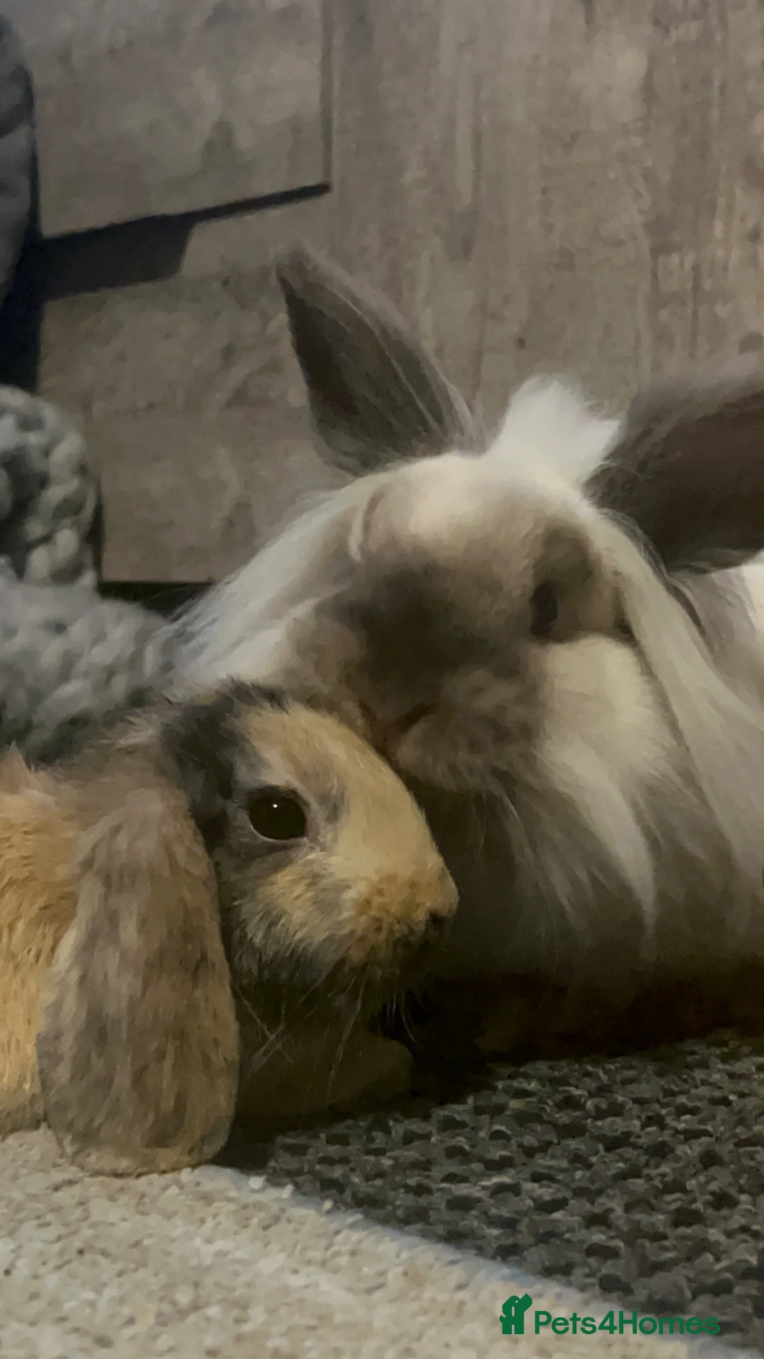 Mini Lion Lop rabbits for sale: Male mini lion lop babies  - Advert 8