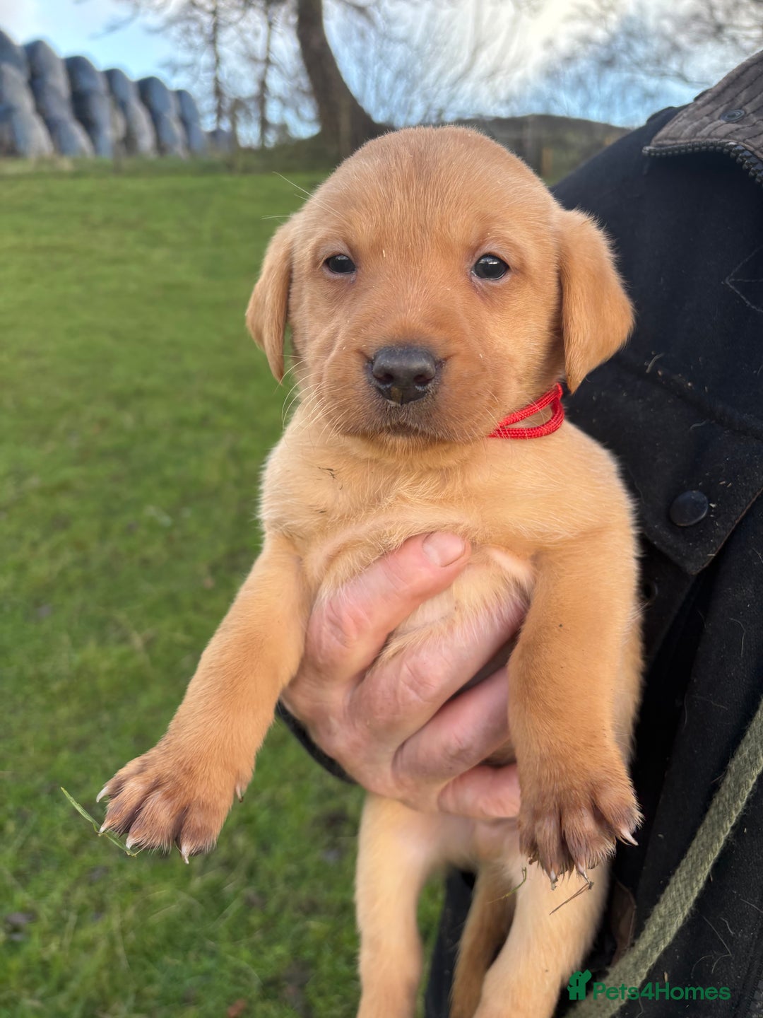 Labrador Retriever dogs for sale: KC Registered Litter of 9 fox red Labrador Puppies - Advert 13
