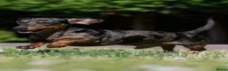 Miniature Dachshund dogs for sale: ONE BOY AVAILABLE FROM LICENCED HOME BREEDER  - Advert 4