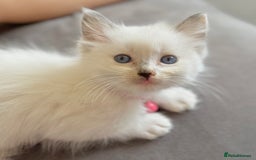 Ragdoll cats for sale: Gentle, Affectionate, Cuddly, Playful Kittens - Image 34