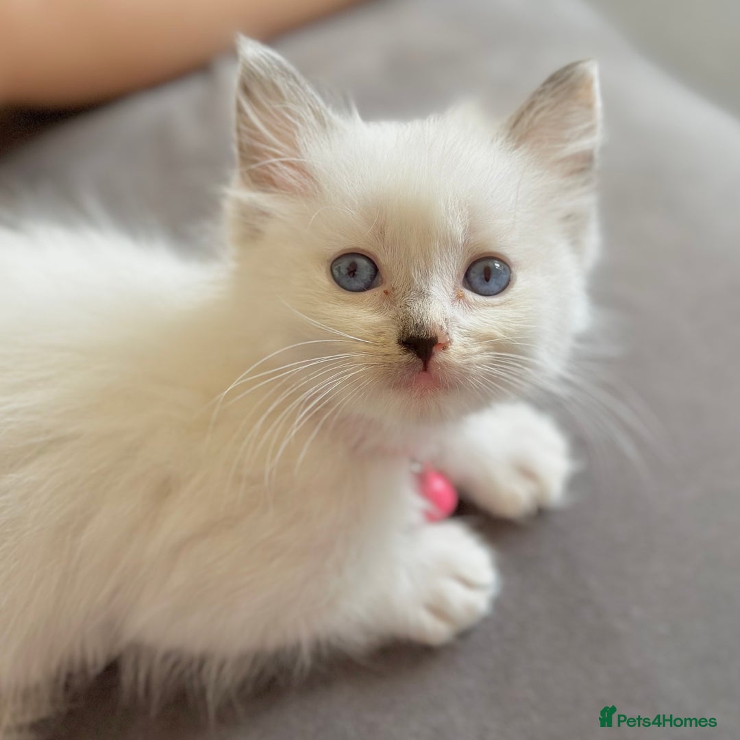 Ragdoll cats for sale: Gentle, Affectionate, Cuddly, Playful Kittens - Image 34
