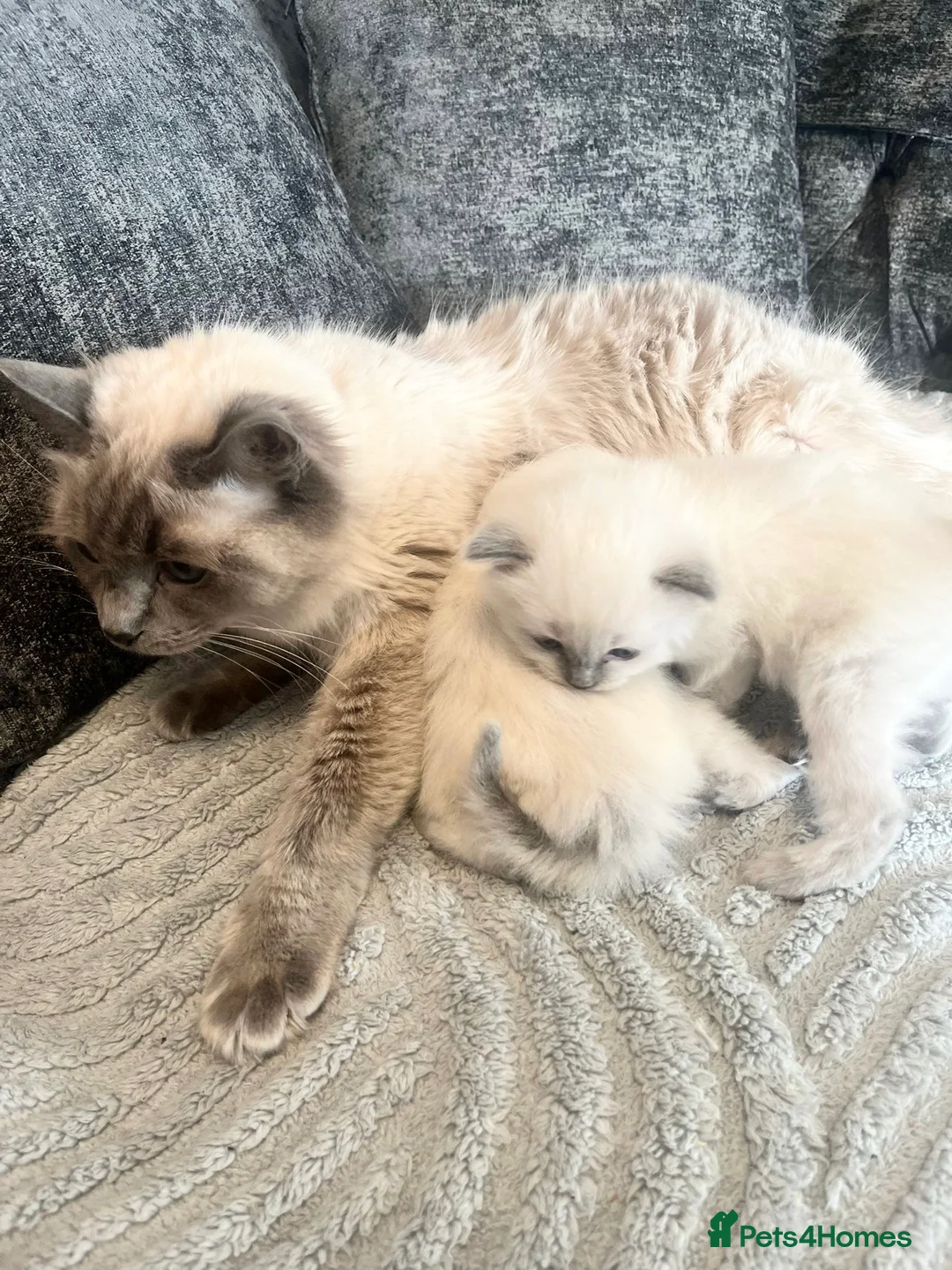 Ragdoll cats for sale: Ragdoll Kittens - Advert 2