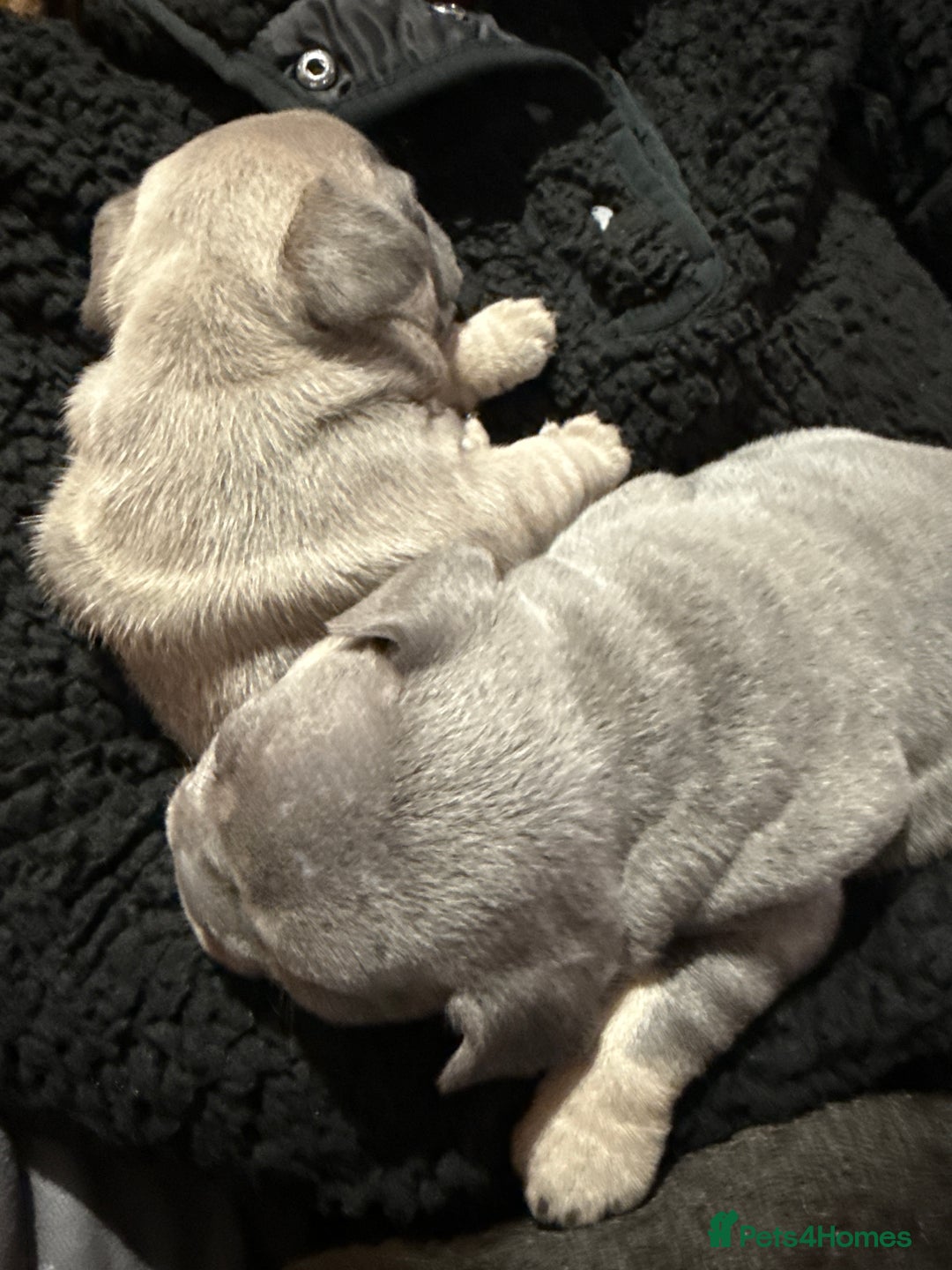 French Bulldog dogs for sale: One boy, one girl French bulldogs - Advert 2