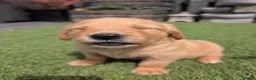 Golden Retriever dogs for sale: Beautiful KC registered Golden Retriever puppies  - Advert 4