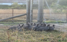 Mixed Breed birds for sale: Guinea Fowl for Sale  - Image 2