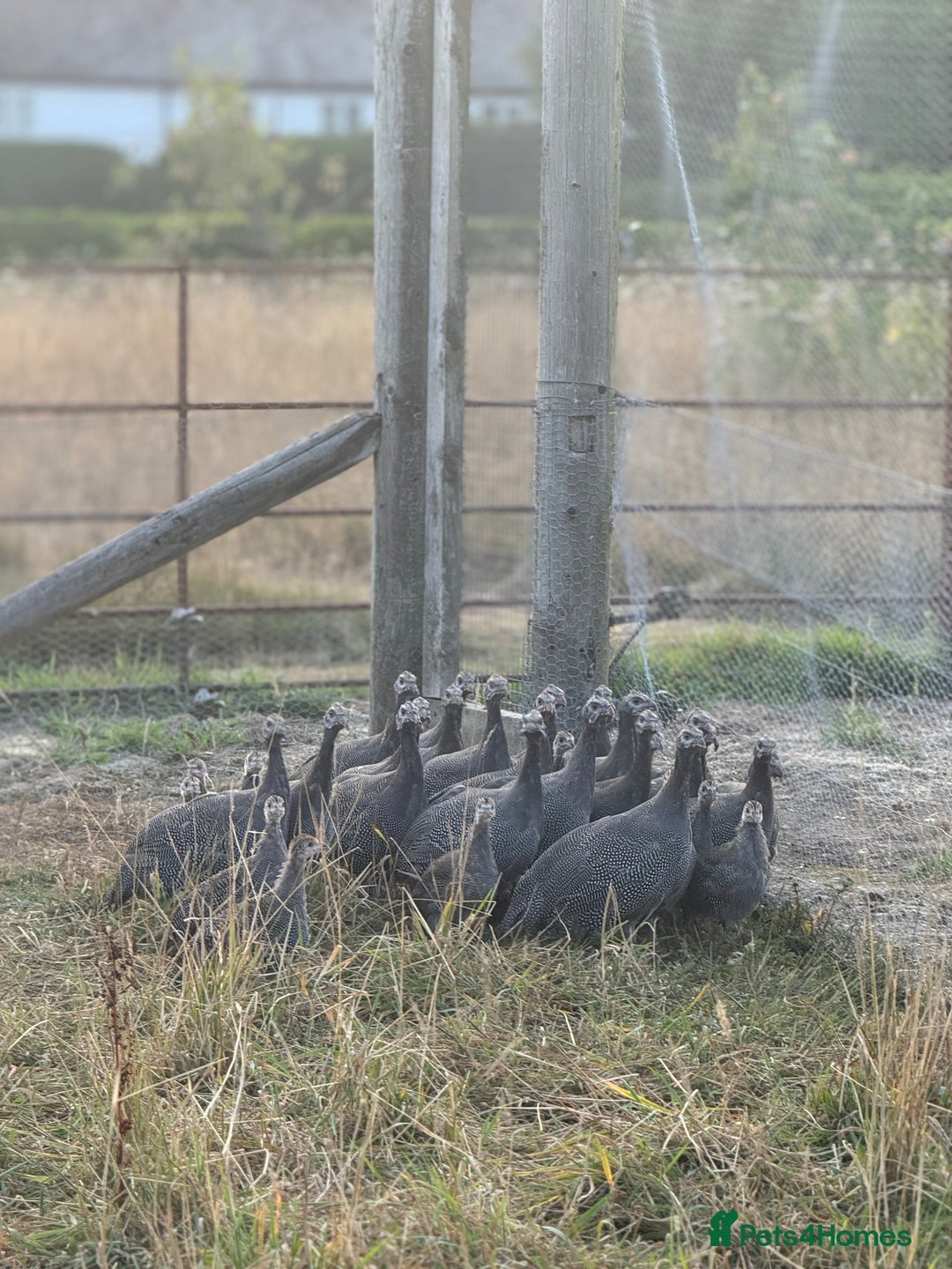 Mixed Breed birds for sale: Guinea Fowl for Sale  - Image 2