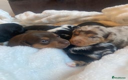 Jack Russell dogs for sale: Miniature Jack Russells  - Image 1