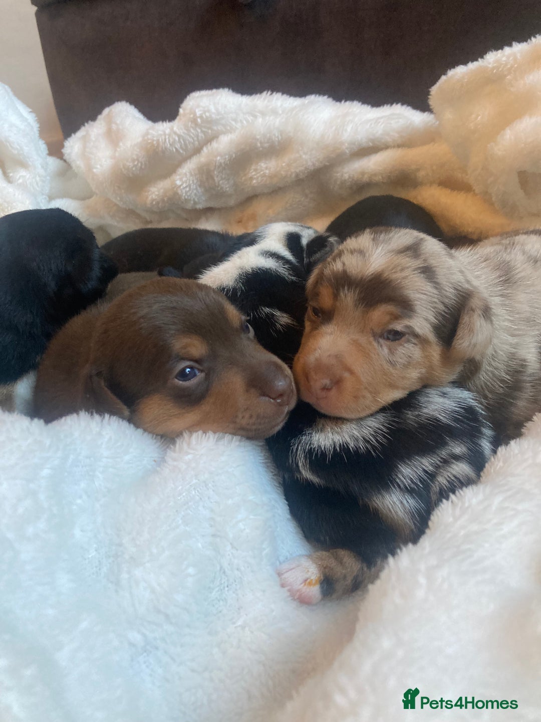 Jack Russell dogs for sale: Miniature Jack Russells  - Image 1