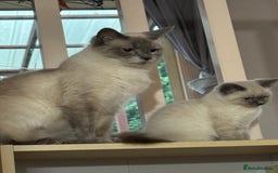 Ragdoll cats for sale: Friendly, Well Socialized & Healthy Ragdoll Kitten - Image 8