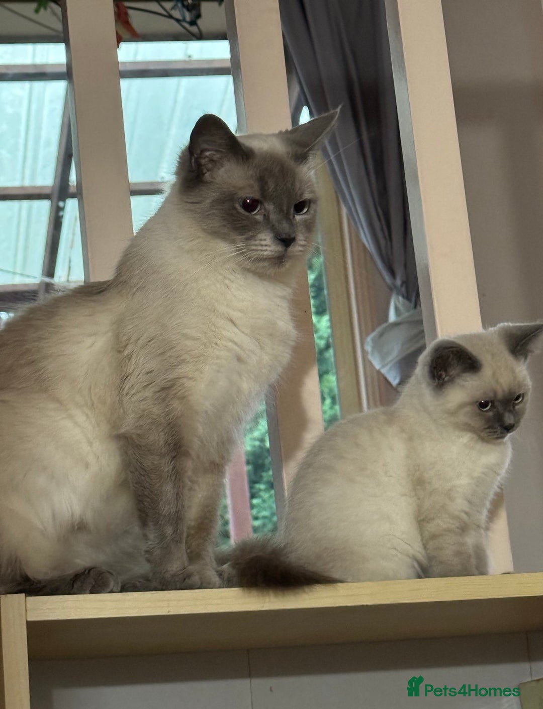 Ragdoll cats for sale: Friendly, Well Socialized & Healthy Ragdoll Kitten - Image 8