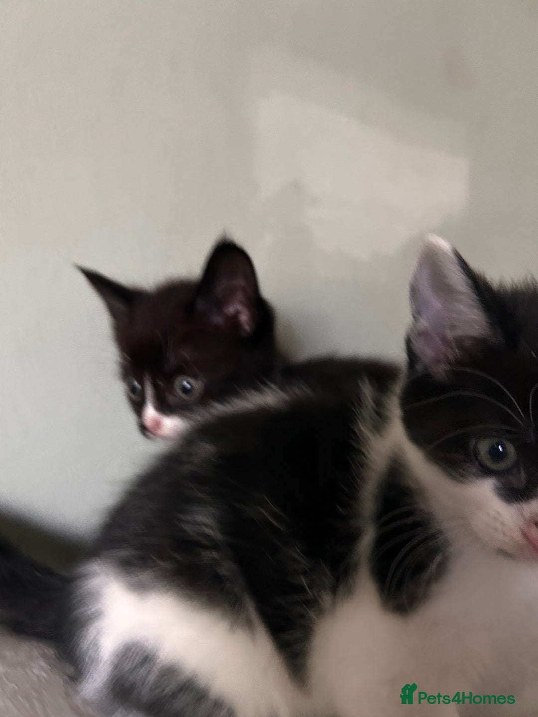Maine Coon cats for sale: Main coon cross kittens  - Image 10