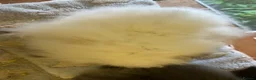 Mini Lion Lop rabbits for sale: Mini lion lops - Advert 4