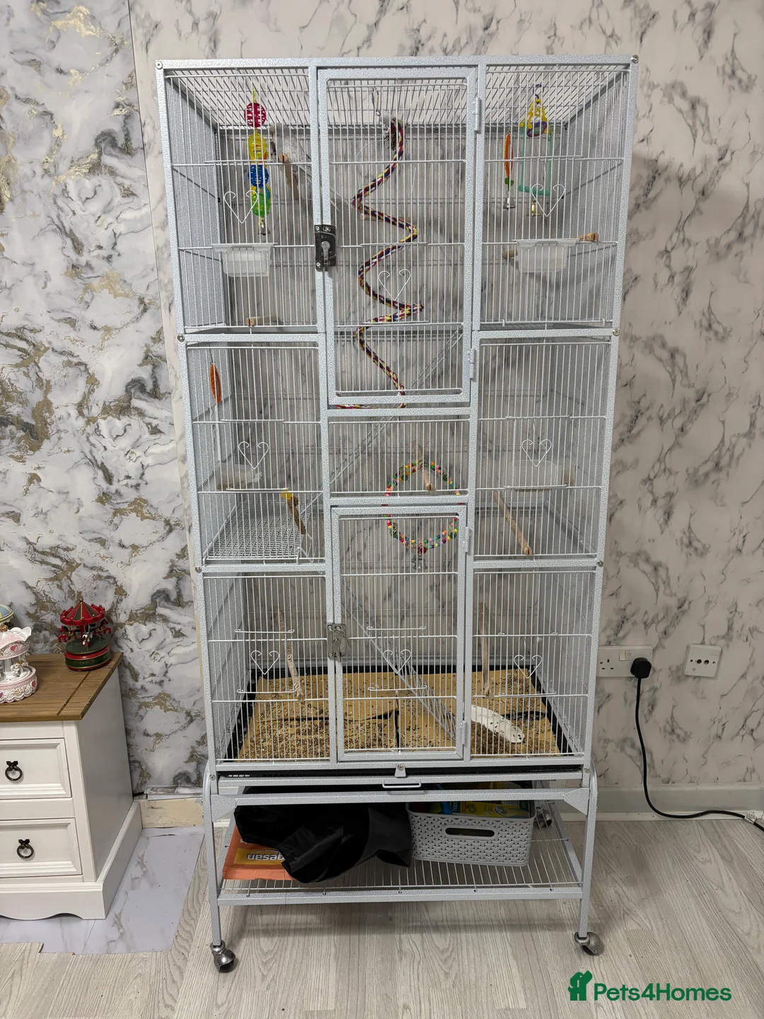 Budgerigars birds for sale: For sale  in Nottingham - Advert 2