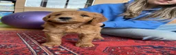 Australian Labradoodle dogs for sale: Australian Labradoodle puppies - Advert 4